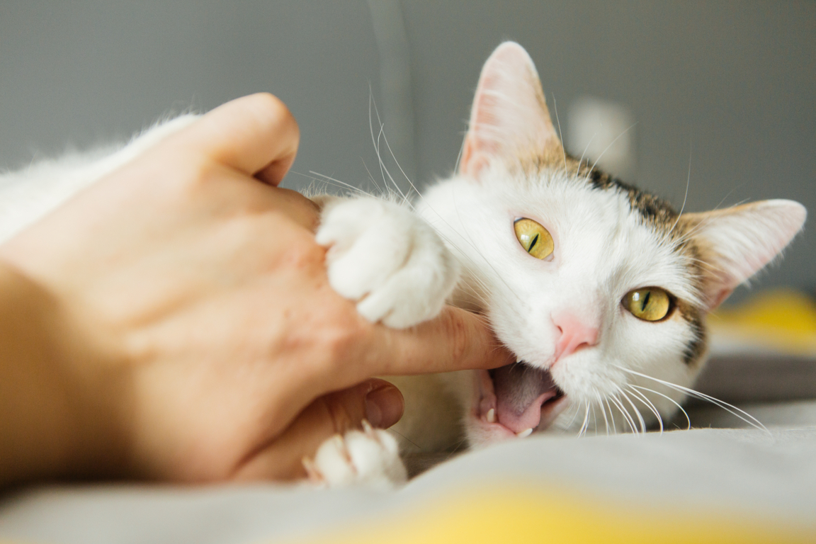 Enfermedad por ara azo de gato EnFamilia