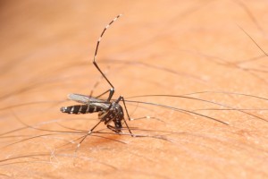 prosa saber Levántate Picaduras de insectos | EnFamilia