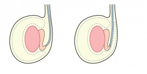 testículos 